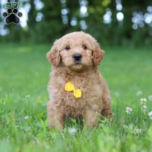 Bentley, Goldendoodle Puppy